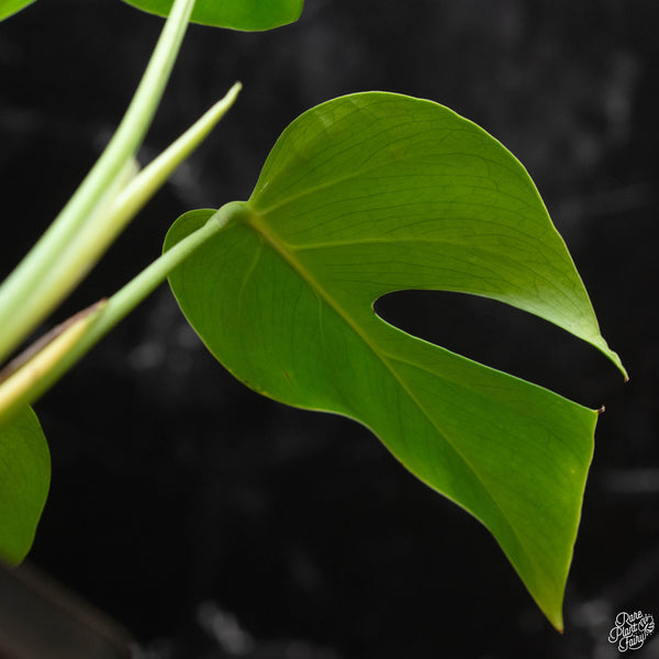 Monstera deliciosa var. 'Sierrana' (wk4-G) *Mexican clone*