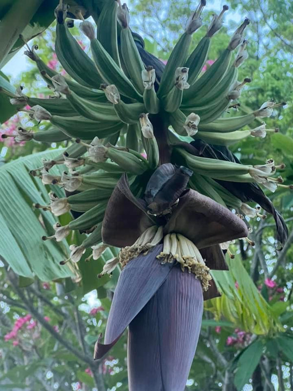 Musa 'Florida' variegated banana tree *grower's choice*