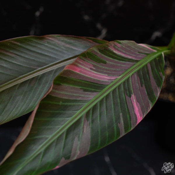 Musa 'Nono' Pink Variegated Banana Tree (1A)