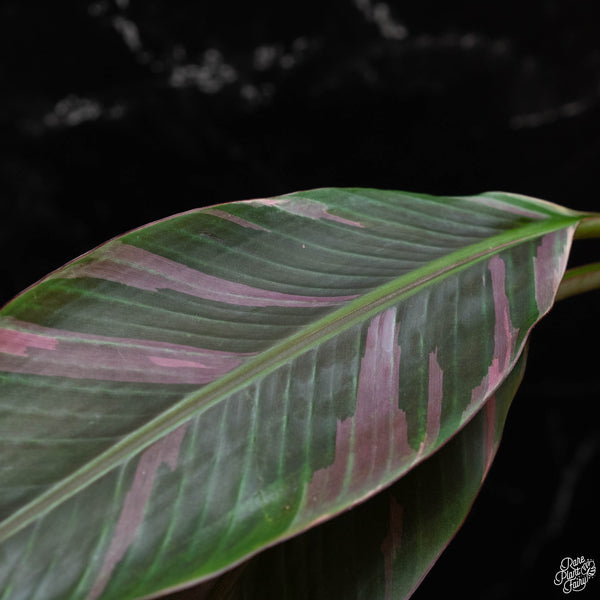 Musa 'Nono' Pink Variegated Banana Tree (wk2-A)