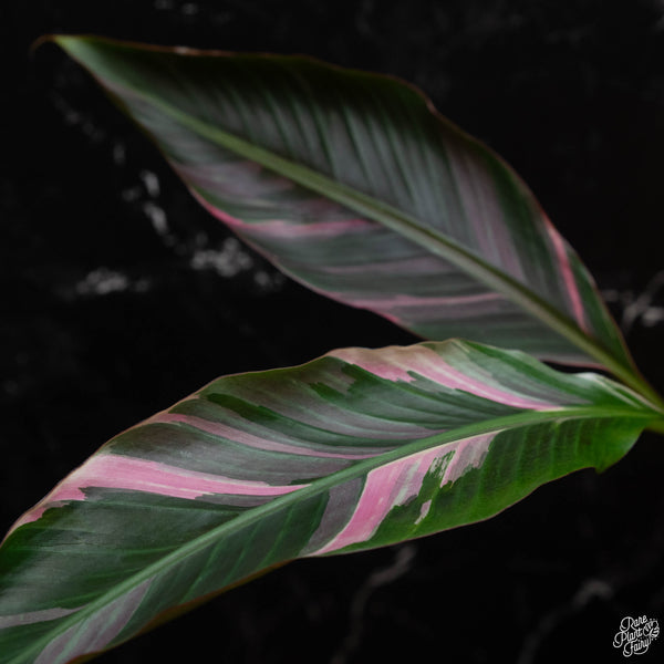 Musa 'Nono' Pink Variegated Banana Tree (wk2-B)