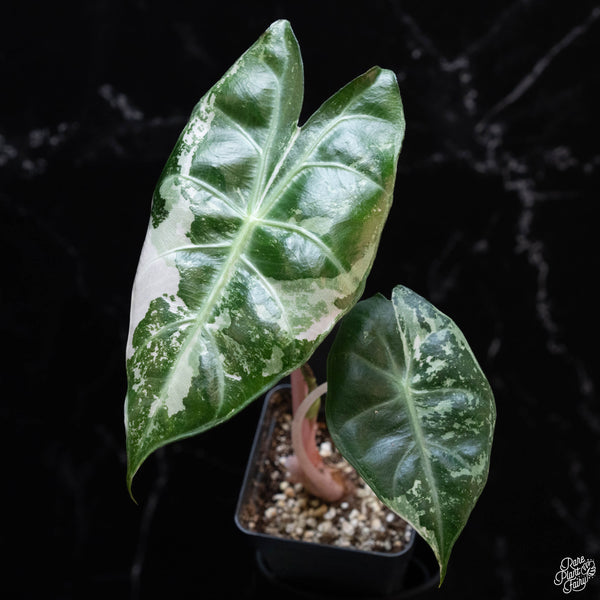 Alocasia 'Pink Dragon' aurea variegated (wk3-A) *large corming size*