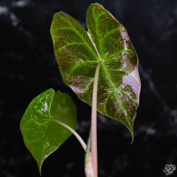 Alocasia 'Pink Dragon' aurea variegated (wk3-A) *large corming size*