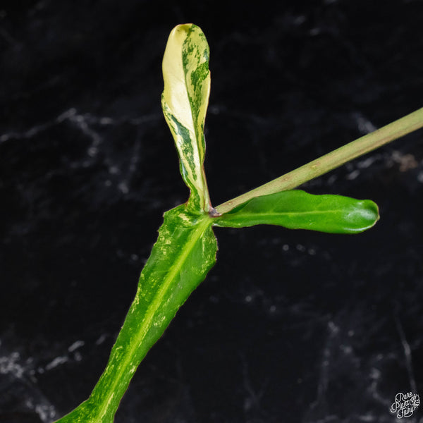 Philodendron joepii variegated (A47)