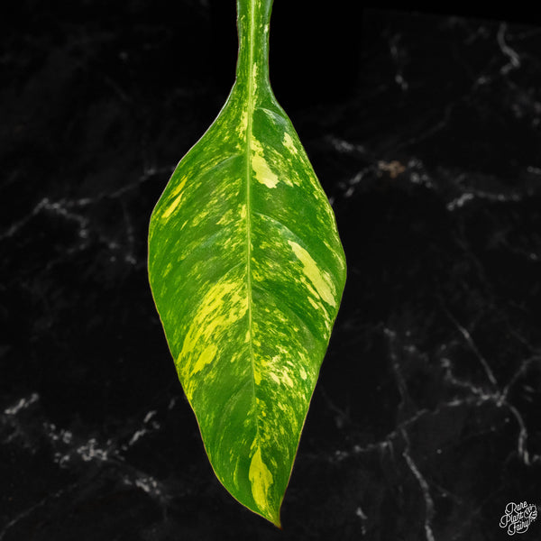 Philodendron joepii variegated (A47)