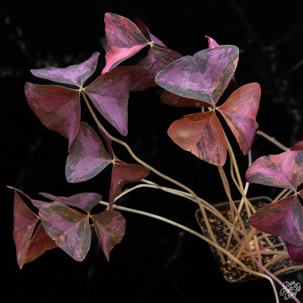 Oxalis triangularis variegated (1A)