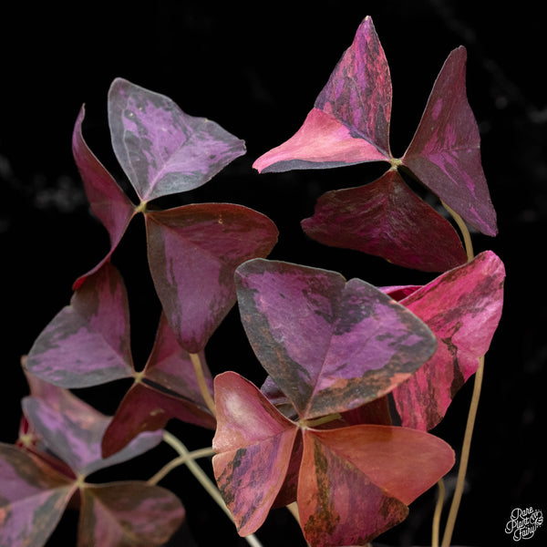 Oxalis triangularis variegated (1A)