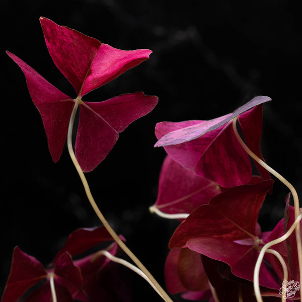 Oxalis triangularis variegated (1A)