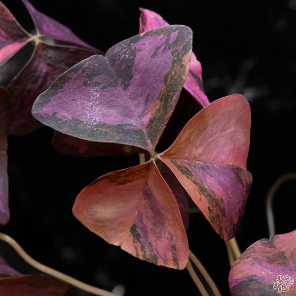 Oxalis triangularis variegated (1A)