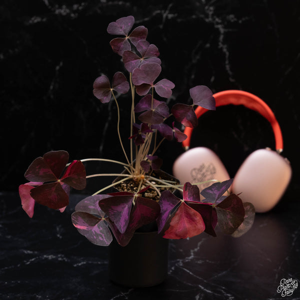 Oxalis triangularis variegated (wk2-A)