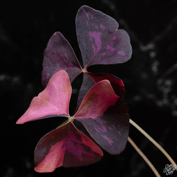 Oxalis triangularis variegated (wk2-A)