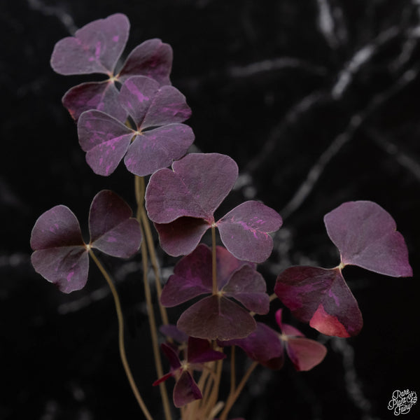 Oxalis triangularis variegated (wk2-A)