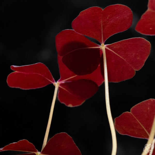 Oxalis triangularis variegated (wk2-A)