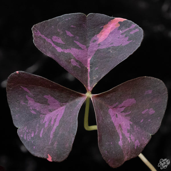 Oxalis triangularis variegated (wk2-A)