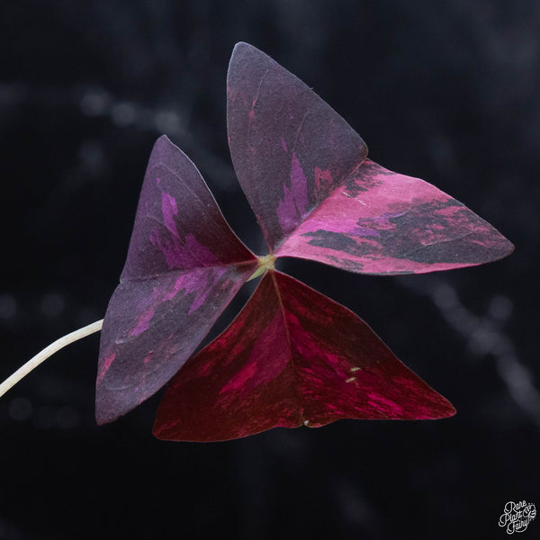 Oxalis triangularis variegated (wk3-A)