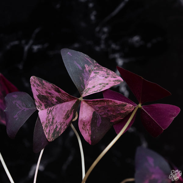 Oxalis triangularis variegated (wk3-A)