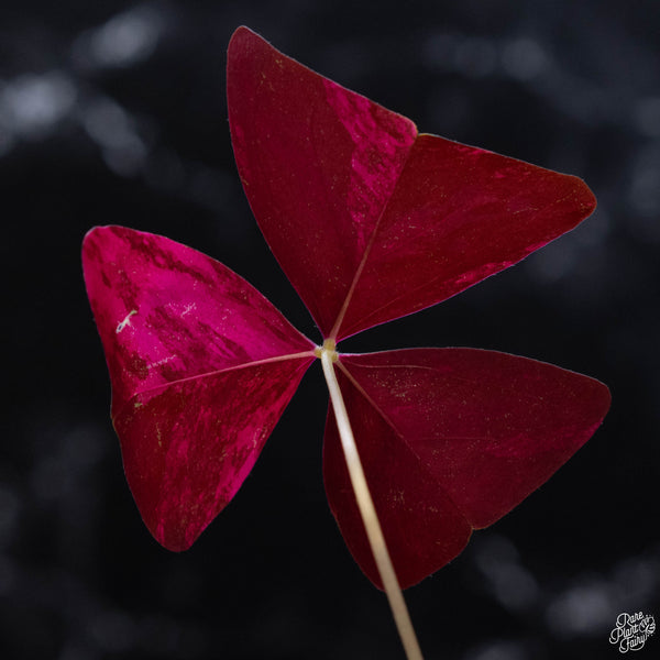 Oxalis triangularis variegated (wk3-A)