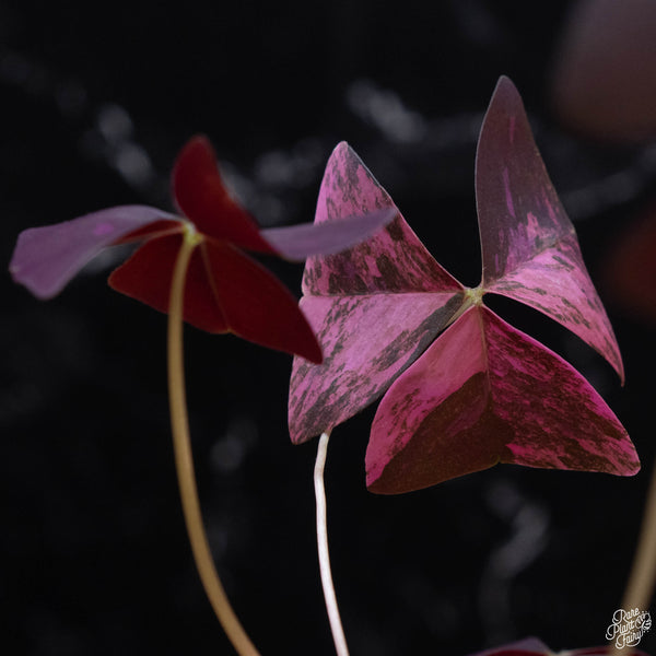 Oxalis triangularis variegated (wk3-A)