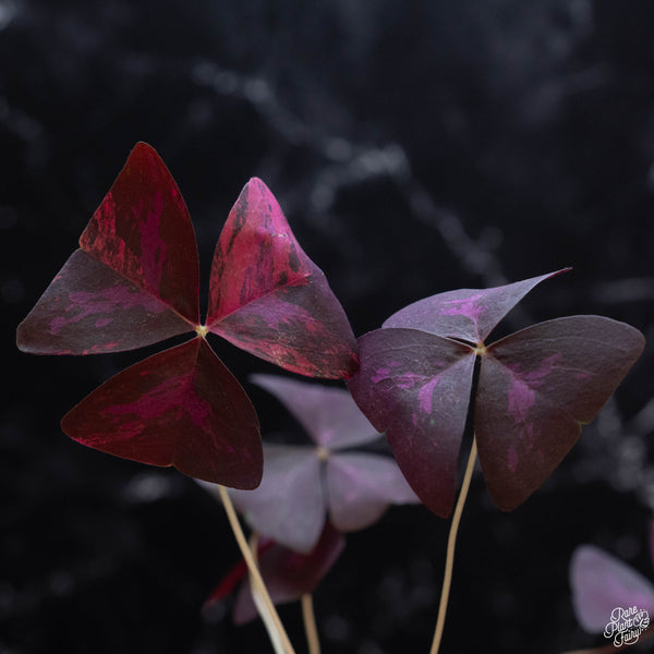 Oxalis triangularis variegated (wk3-A)