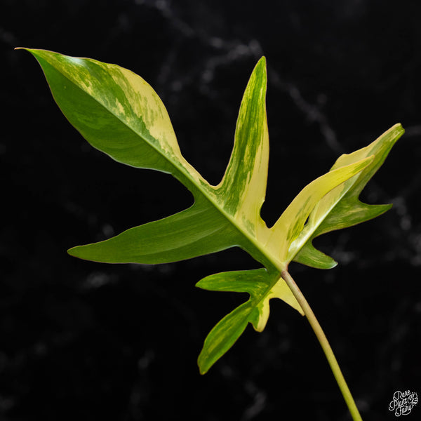 Philodendron quercifolium 'Glad Hands' variegated (wk2-A)