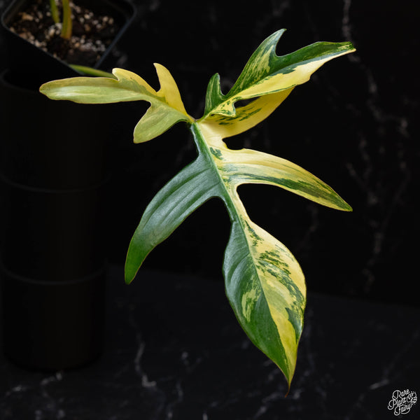 Philodendron quercifolium 'Glad Hands' variegated (wk2-A)