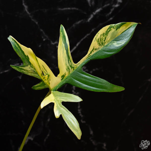 Philodendron quercifolium 'Glad Hands' variegated (wk2-A)