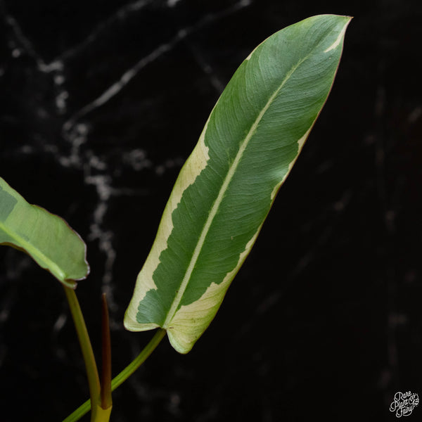 Philodendron atabapoense variegated (wk4-A)