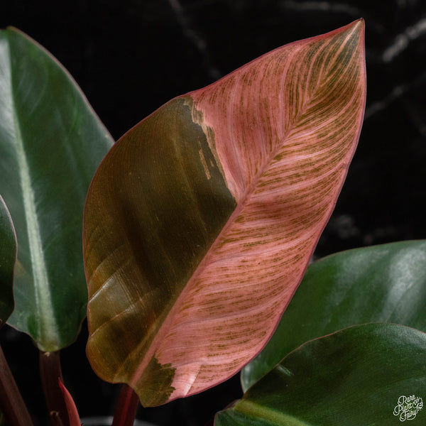 Philodendron 'Birkin' pink variegated (A48)