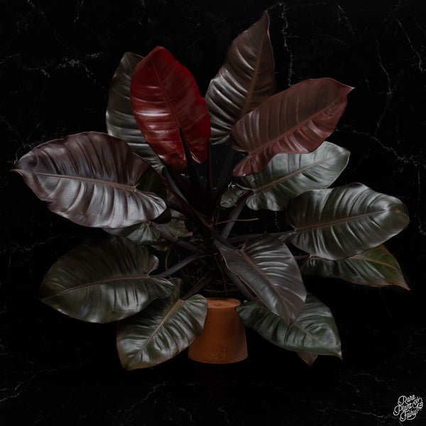 Philodendron 'Black Cardinal' No. 1 variegated  (A49)