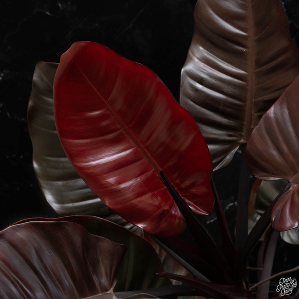 Philodendron 'Black Cardinal' No. 1 variegated  (A49)