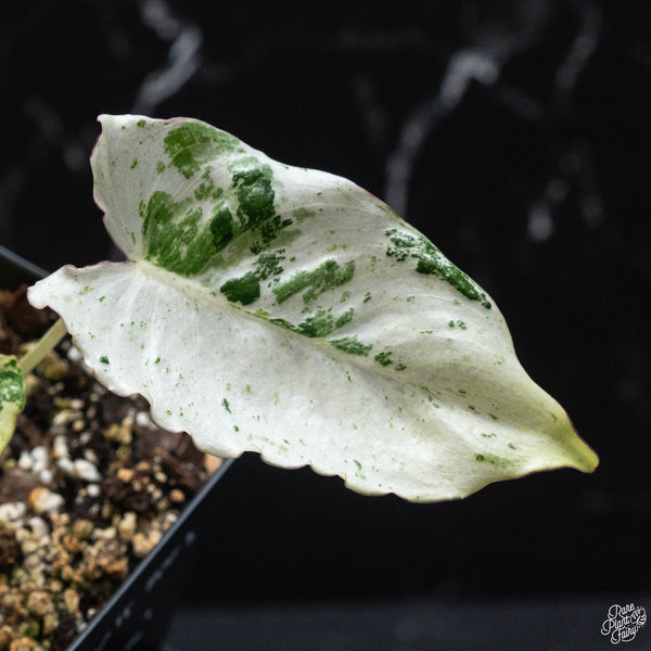 Philodendron 'Burle Marx Snow’ (wk3-A)