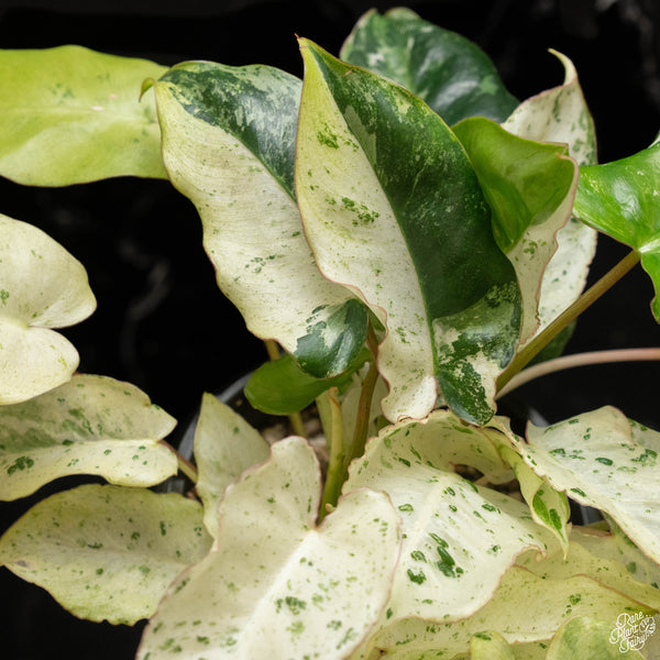 Philodendron 'Burle Marx Snow’ (A49) *multiple plants*