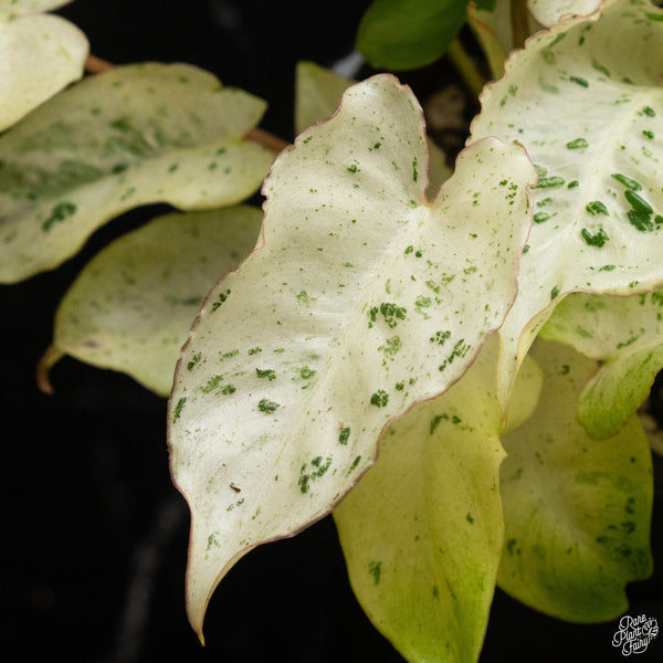 Philodendron 'Burle Marx Snow’ (A49) *multiple plants*