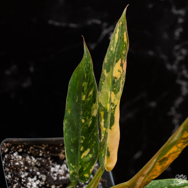 Philodendron 'Caramel Marble' "Fire Tiger" (1A)