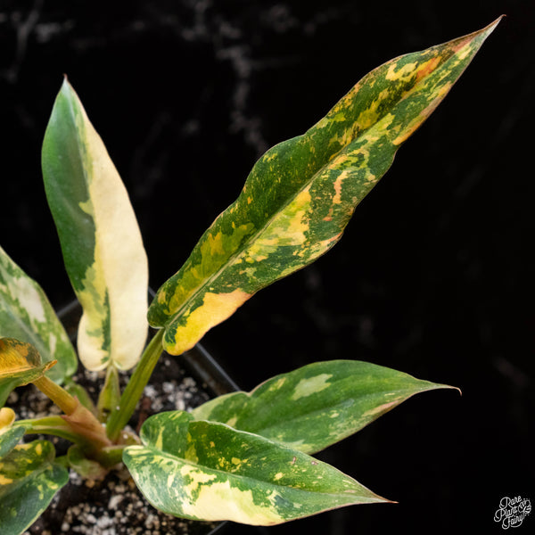 Philodendron 'Caramel Marble' "Fire Tiger" (1A)