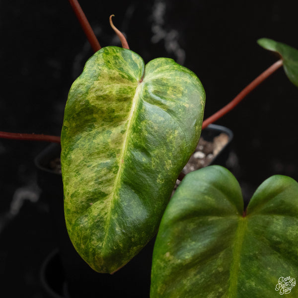 Philodendron 'El Choco Red' x billietiae variegated (wk4-A)