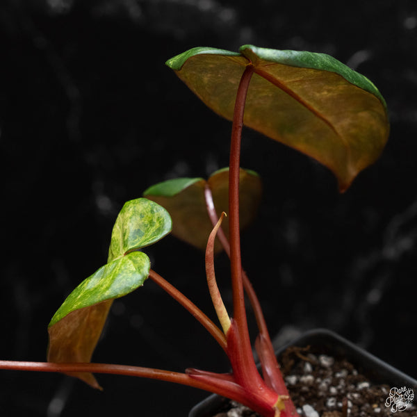 Philodendron 'El Choco Red' x billietiae variegated (wk4-A)