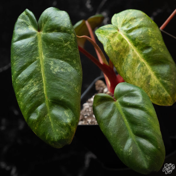 Philodendron 'El Choco Red' x billietiae variegated (wk4-A)