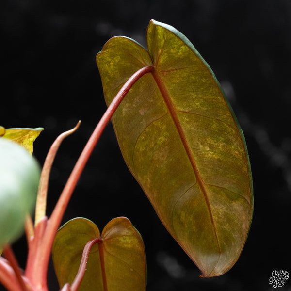 Philodendron 'El Choco Red' x billietiae variegated (wk4-A)