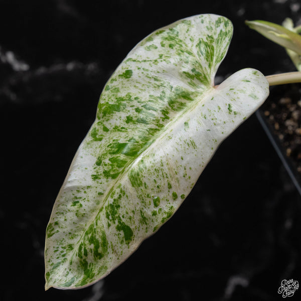 Philodendron 'Emerald Ice' (wk4-A)