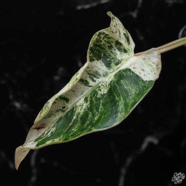 Philodendron 'Emerald Ice' (wk4-A)