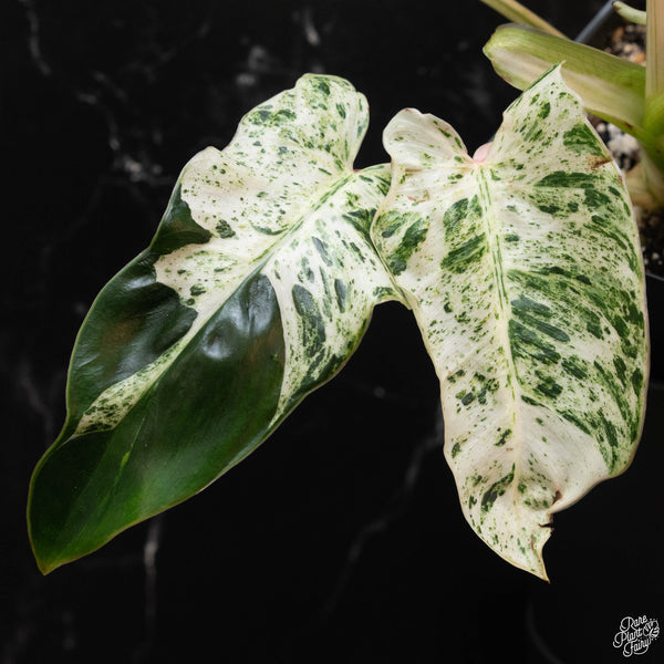 Philodendron 'Emerald Ice' (wk4-A)