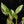 Load image into Gallery viewer, Philodendron &#39;Emerald King&#39; (A51) *multiple growth points*
