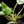 Load image into Gallery viewer, Philodendron &#39;Emerald King&#39; (A51) *multiple growth points*
