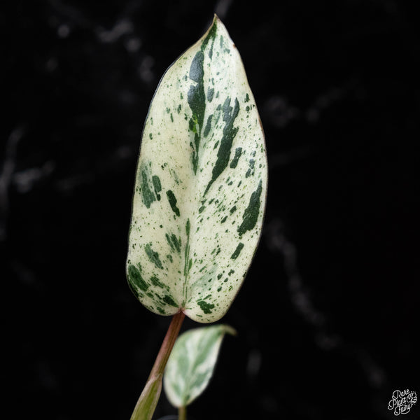 Philodendron 'Emerald King' (A52) *multiple growth points*