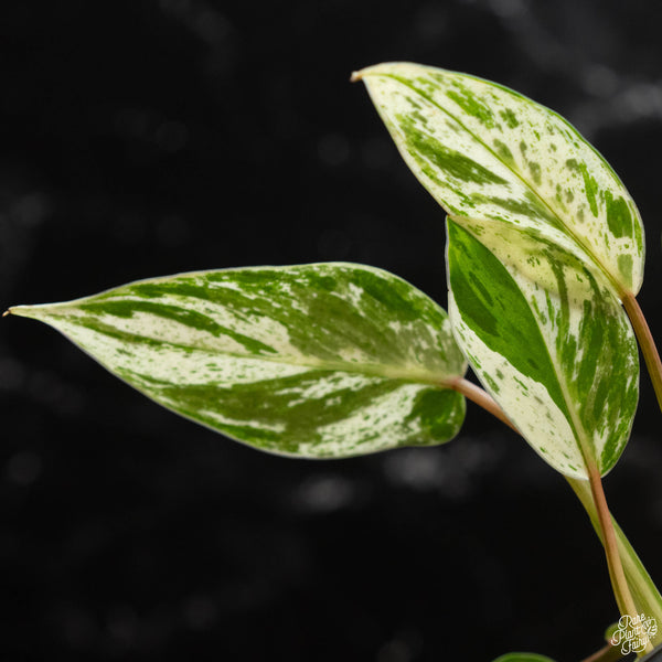 Philodendron 'Emerald King' (wk4-A) *multiple growth points*