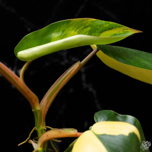 Philodendron 'Emerald Queen' variegated (A50)