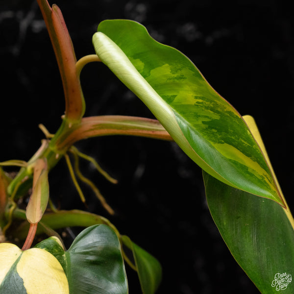 Philodendron 'Emerald Queen' variegated (A50)