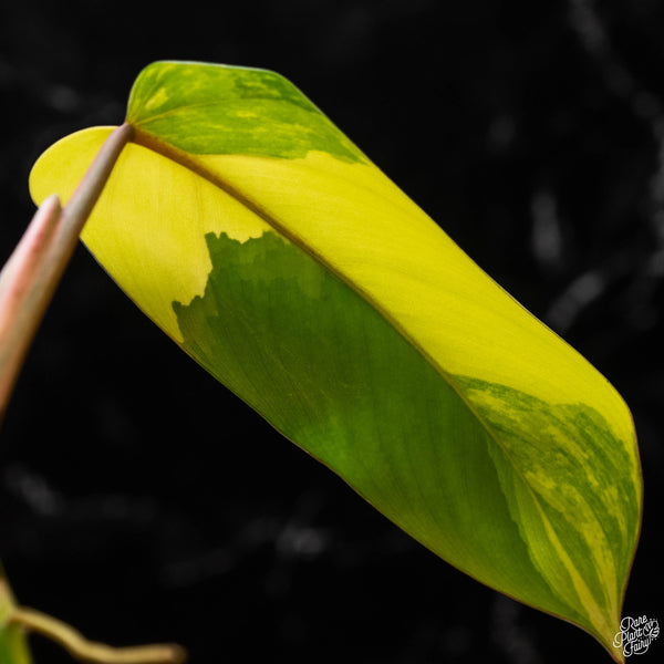 Philodendron 'Emerald Queen' variegated (A50)