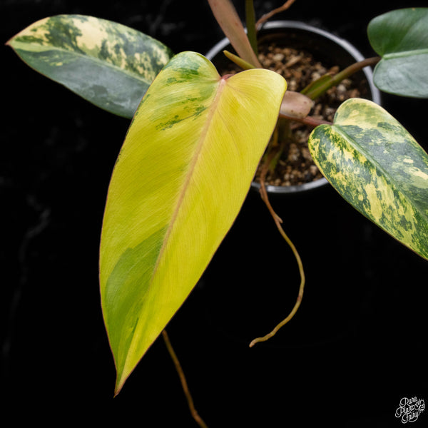 Philodendron 'Emerald Queen' variegated (B50)